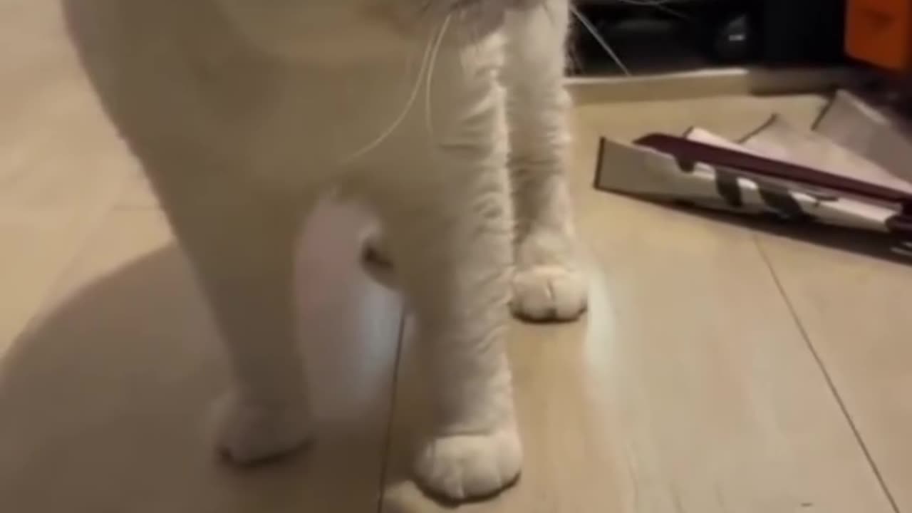 CATS Awkulukylukylukylukylu