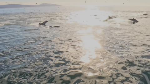 Paddleboarding With Dolphins