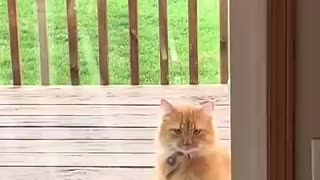 Breaking: cats getting better at dancing 💃