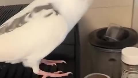 Don't worry" by a Cockatiel?!