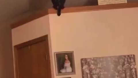 Curiosity Literally Almost Killed the Cat 😆