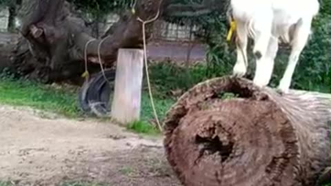 かわいい山羊さんの芽衣ちゃんの映像