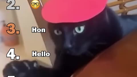 Best Black Cats