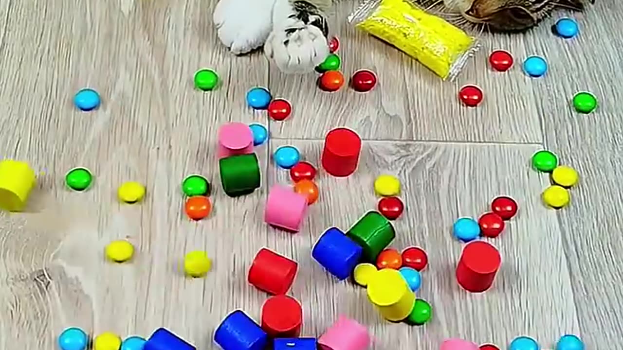 Funny Cat Barsik Satisfying Reverse Video