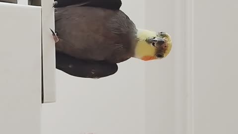 I'm singing on the refrigerator.