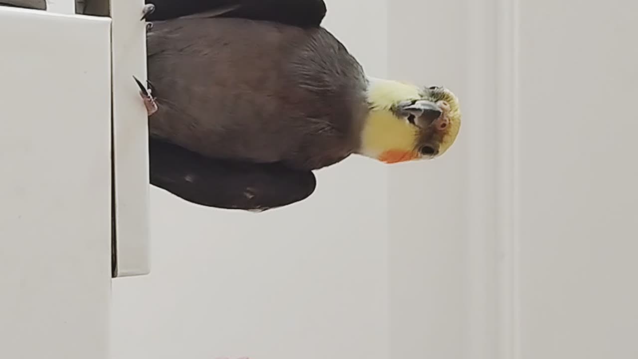 I'm singing on the refrigerator.