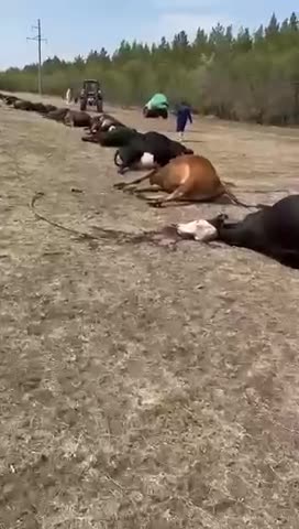 What's in your burger??