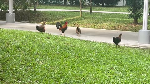 Fowl of Yishun