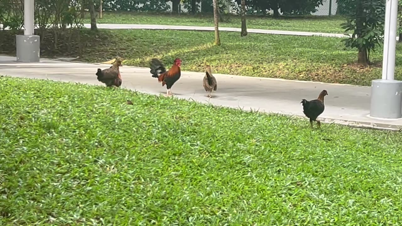 Fowl of Yishun