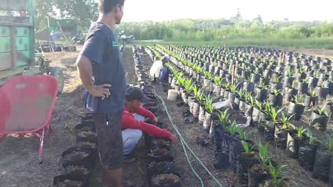 Best Practices for Palm Oil Seed Germination - Part 2