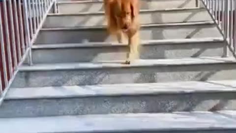 Funny animals video