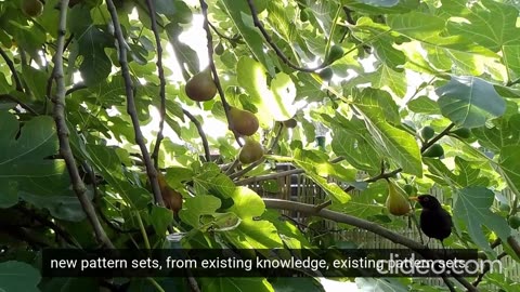 Ecosystem Pset "Birds Feed on Figs" - Pattern Recognition-Deduction HI, Human Intelligence in AI