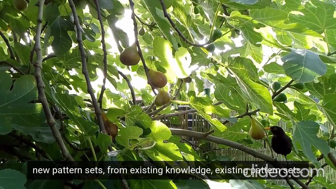 Ecosystem Pset "Birds Feed on Figs" - Pattern Recognition-Deduction HI, Human Intelligence in AI