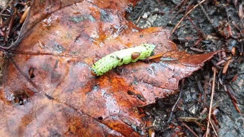 Rosy Maple Moth Caterpillar
