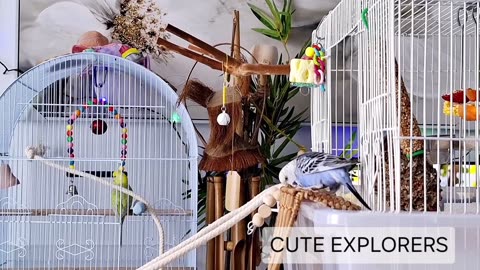 CUTE and CURIOUS EXPLORERS 💖(in slow motion) #budgiesparakeet #exploringbudgies #budgies