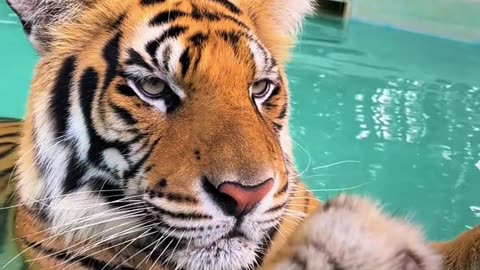 How much do wild animals cost?