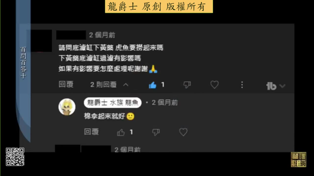 【龍爵士】千問千答 Q104 底濾缸下黃藥虎魚要撈起來嗎 、下黃藥對底濾有影響嗎