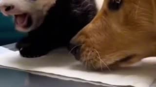 Woe Day 82. I am in the ark. Waiting for GOD to open the Door for a spring/summer Pentecost rapture