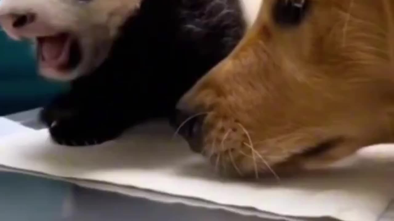 Woe Day 82. I am in the ark. Waiting for GOD to open the Door for a spring/summer Pentecost rapture