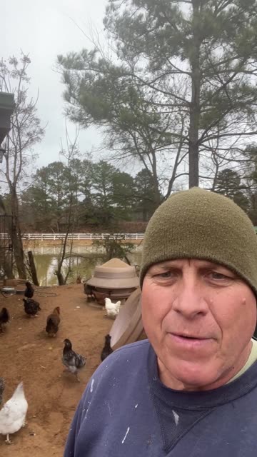 Chickens are Ready for The Winter Storm