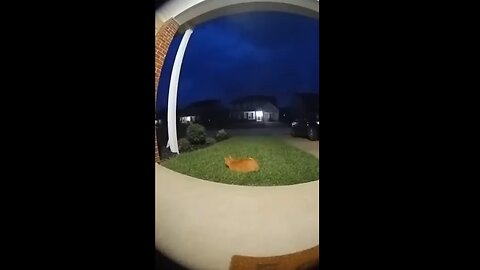 Cat Caught off Guard by Burst of LIghtning and Thunder