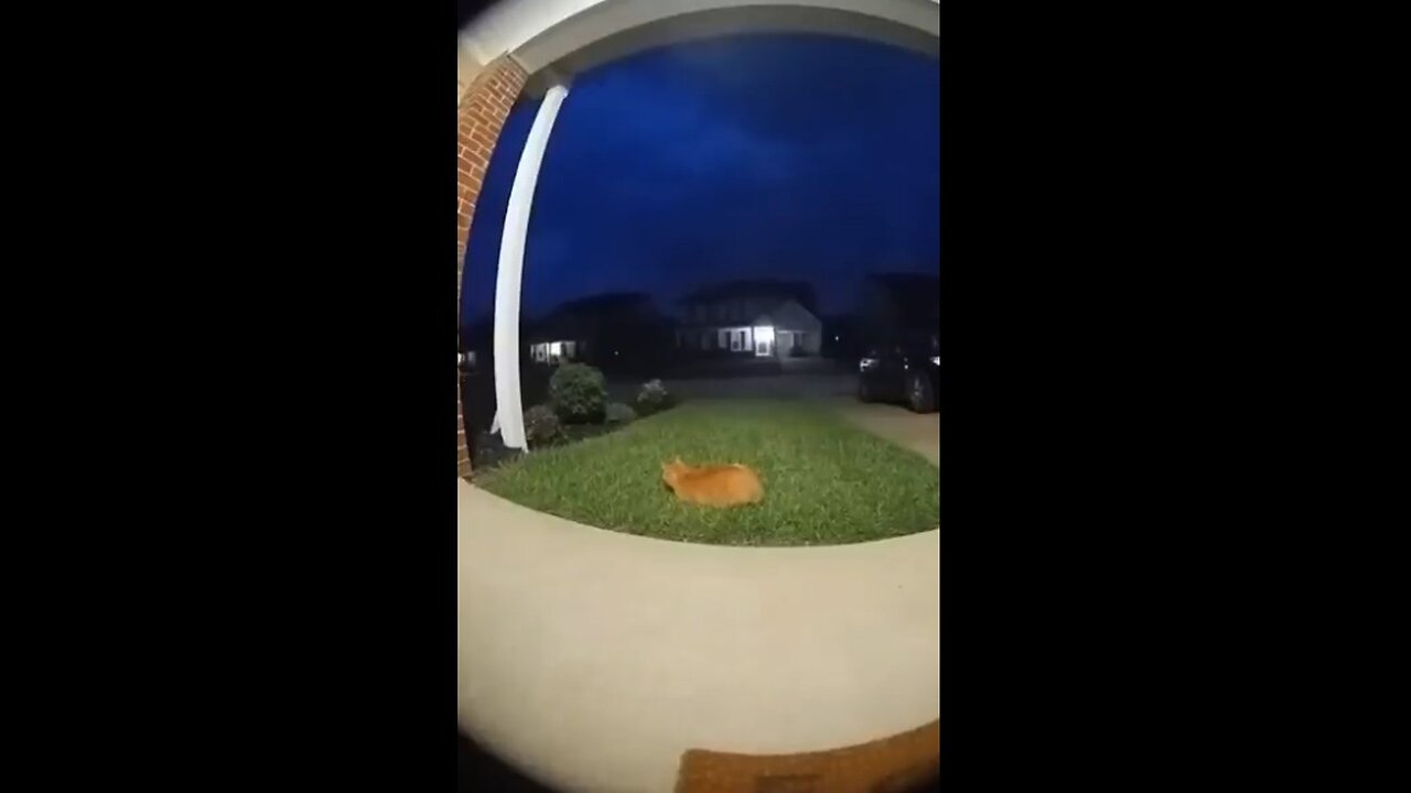 Cat Caught off Guard by Burst of LIghtning and Thunder