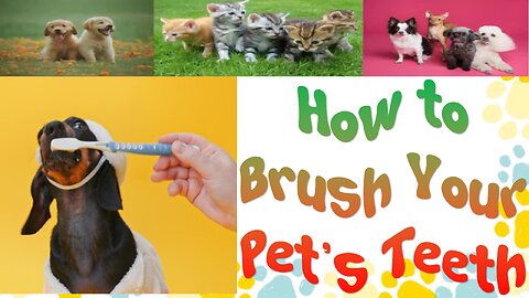 How to Properly Brush Your Pet's Teeth