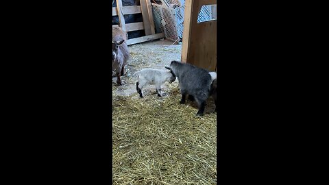 2 week old baby goat headbutting