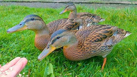 Hand Feeding the 6 Week Old 3 Ducklings Oats