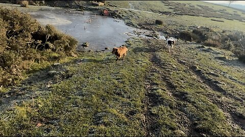 08/01/26 trail run with molly and willow