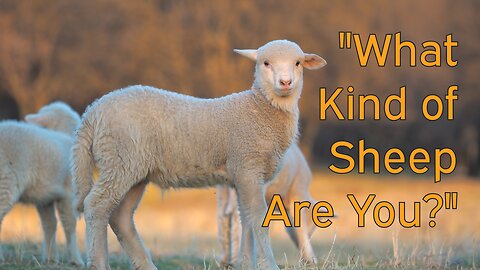 WHAT TYPE OF SHEEP ARE YOU?
