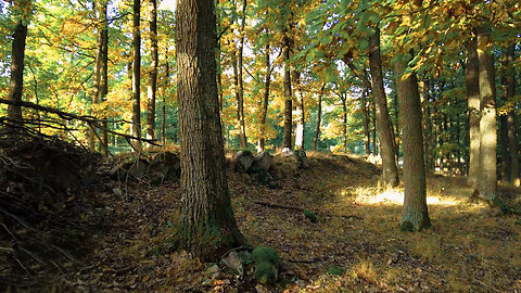 To The Town Ruins - Autumn Ambience Walk Autumn Sounds, Crunchy Leaves, Nature Sounds