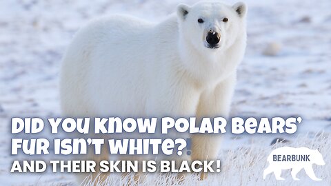 Did you know Polar Bears’ Fur isn’t actually white?