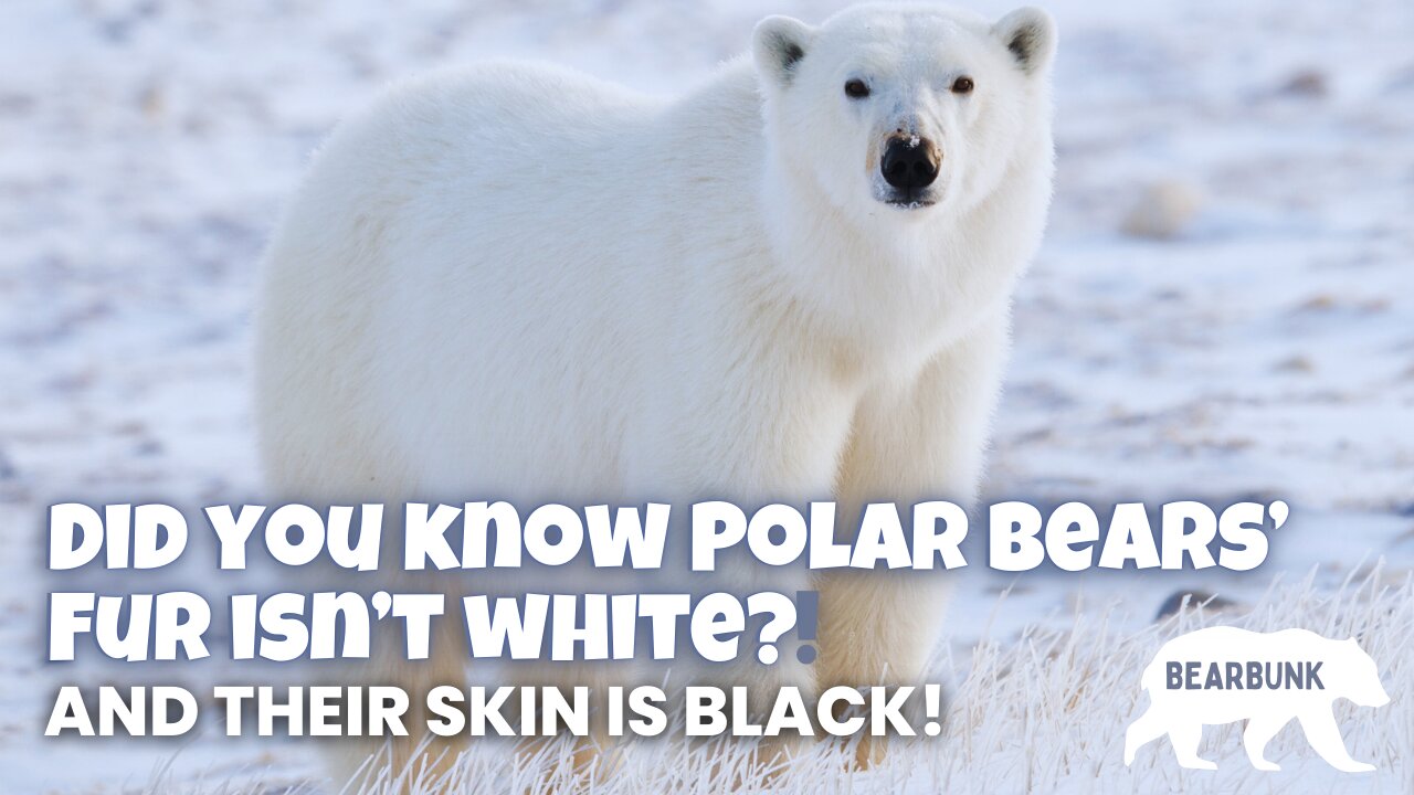 Did you know Polar Bears’ Fur isn’t actually white?