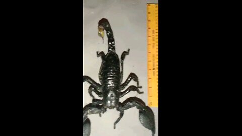 bitter scorpion