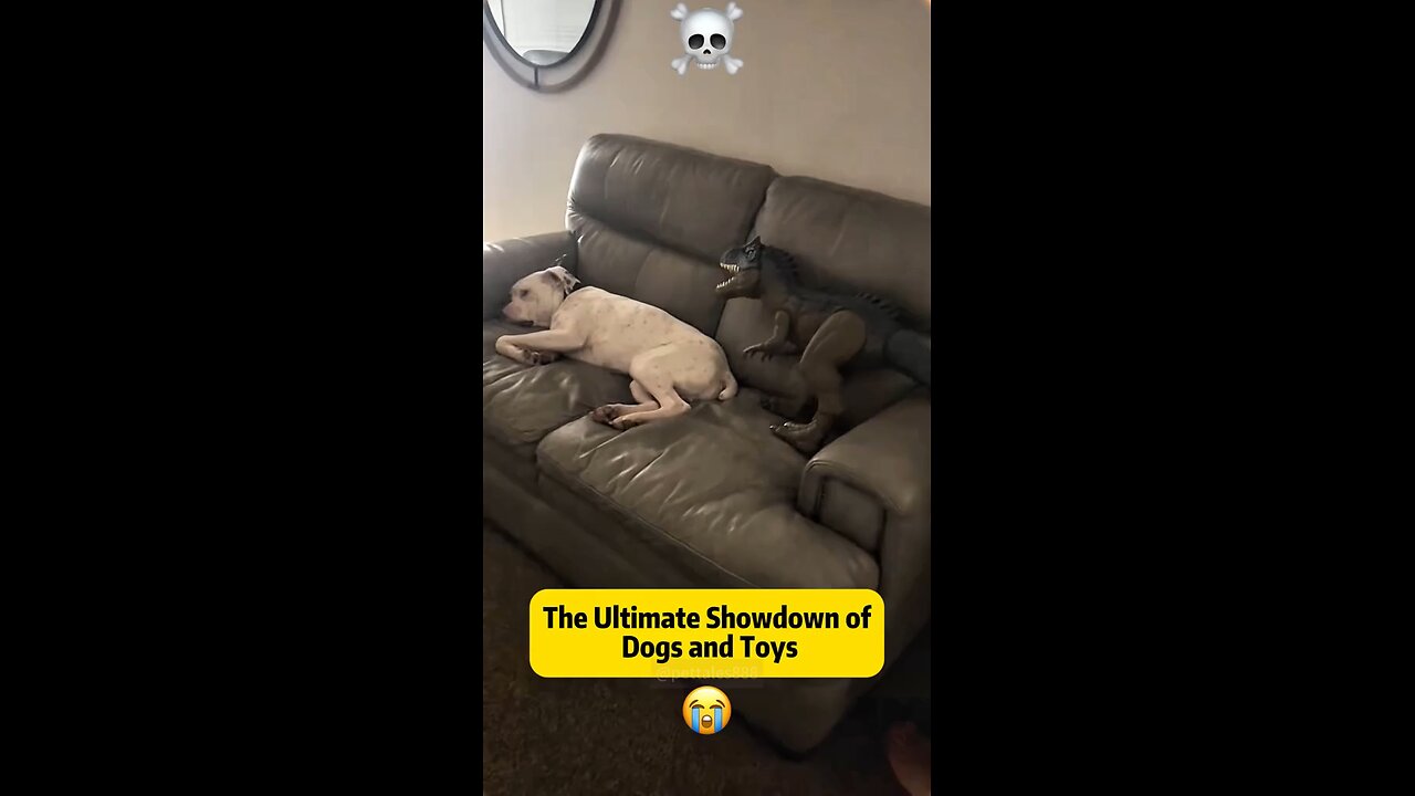 funny Animal