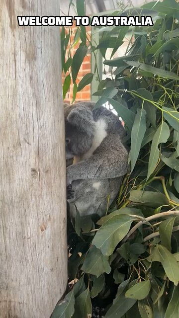 Beautiful koala in Australia 🇦🇺