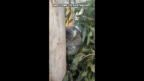 Beautiful koala in Australia 🇦🇺