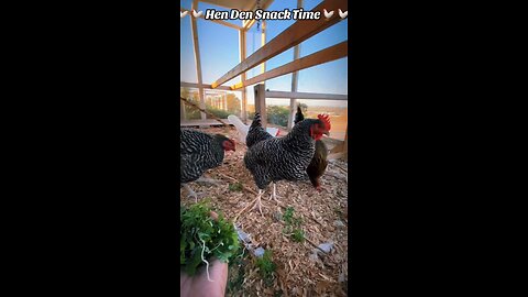 🐓 #HenDen Snack Time 🐓 What to do with #BermudaButtercup !