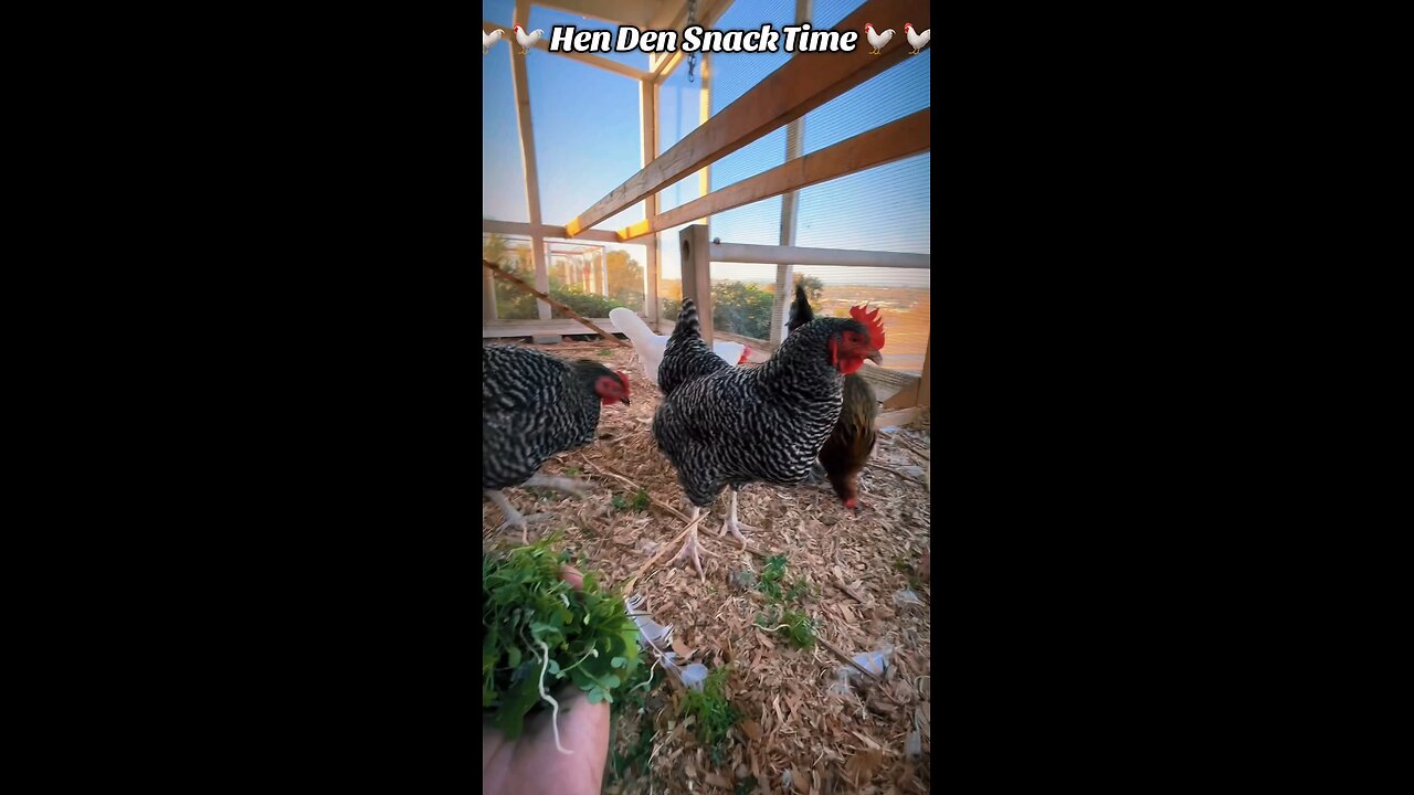 🐓 #HenDen Snack Time 🐓 What to do with #BermudaButtercup !