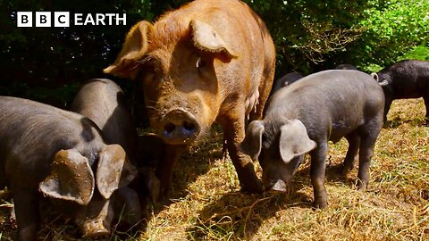 Piglets Show Off Their Problem-Solving Skills | Secret Life of Farm Animals | BBC Earth 