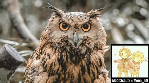 The Order of the Owls.