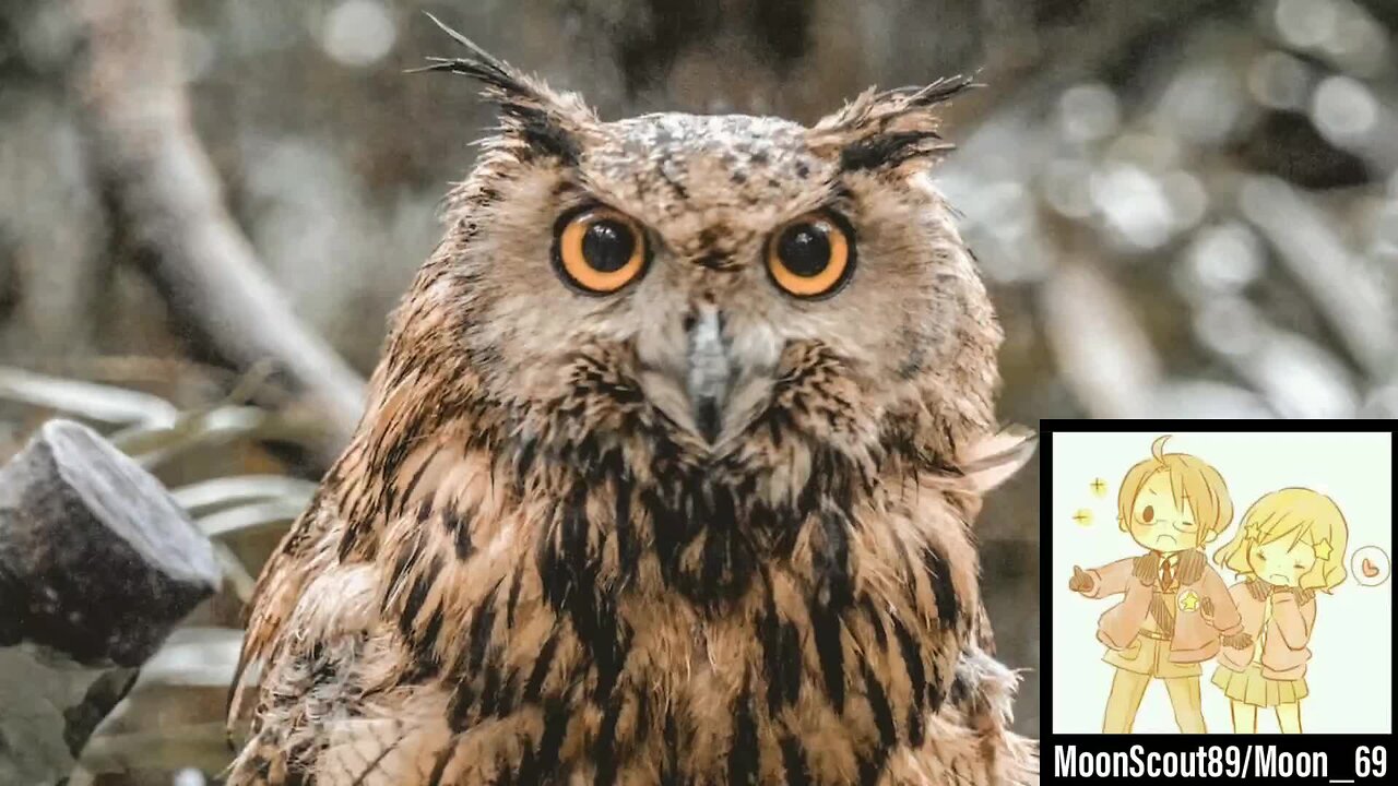 The Order of the Owls.
