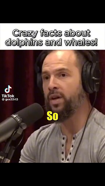 Dolphins Name Their Children & Have Separate Language For Other Whales