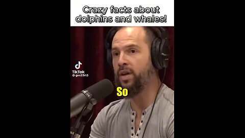 Dolphins Name Their Children & Have Separate Language For Other Whales