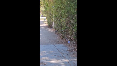 The blue 💙 Jays are back