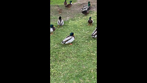 Mallard Ducks 🦆 #mallardducks #ducks #duck #viral #trending #shorts #followme
