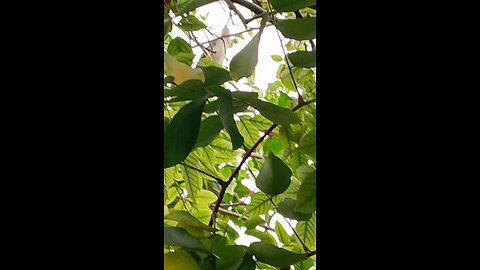 BIRD 🐦 SINGING IN MIAMI. PAJARO CANTANDO EN MIAMI.