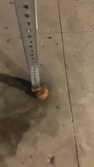 Love All Life Always #437 - Life Finds A Way Always...Be This Tree And Grow Thru Life's Obstacles!