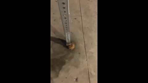 Love All Life Always #437 - Life Finds A Way Always...Be This Tree And Grow Thru Life's Obstacles!